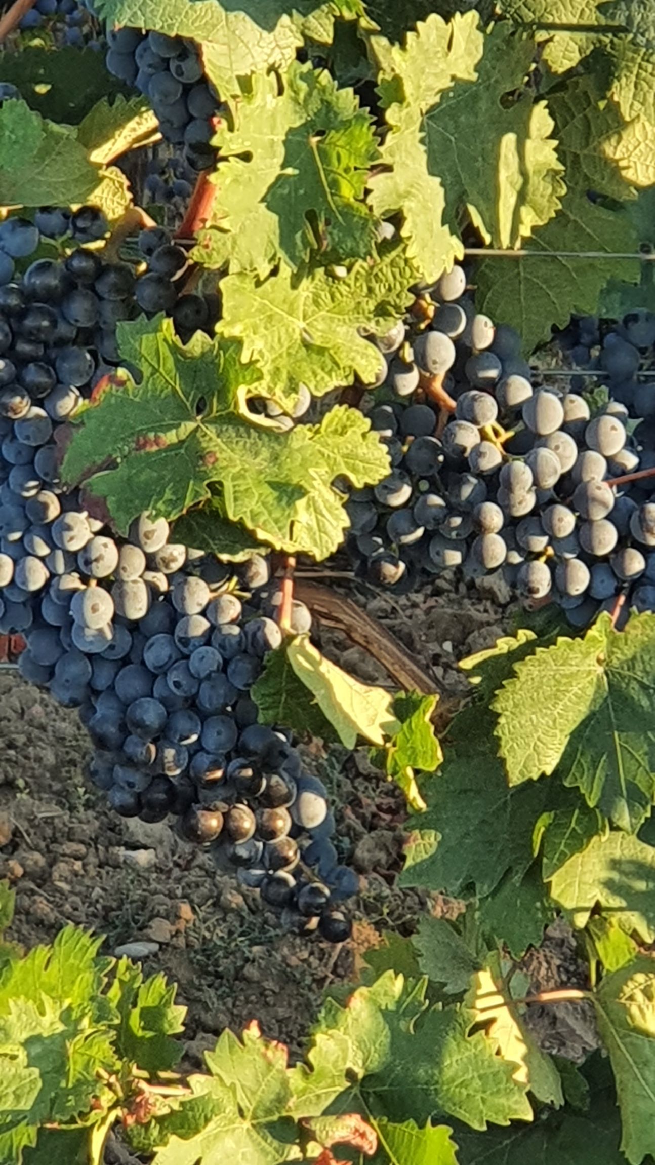 Weinreben mit dunklen Trauben.