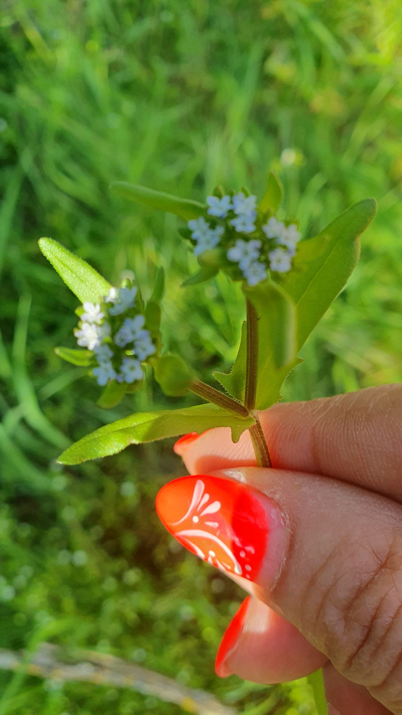 Wilder Feldsalat