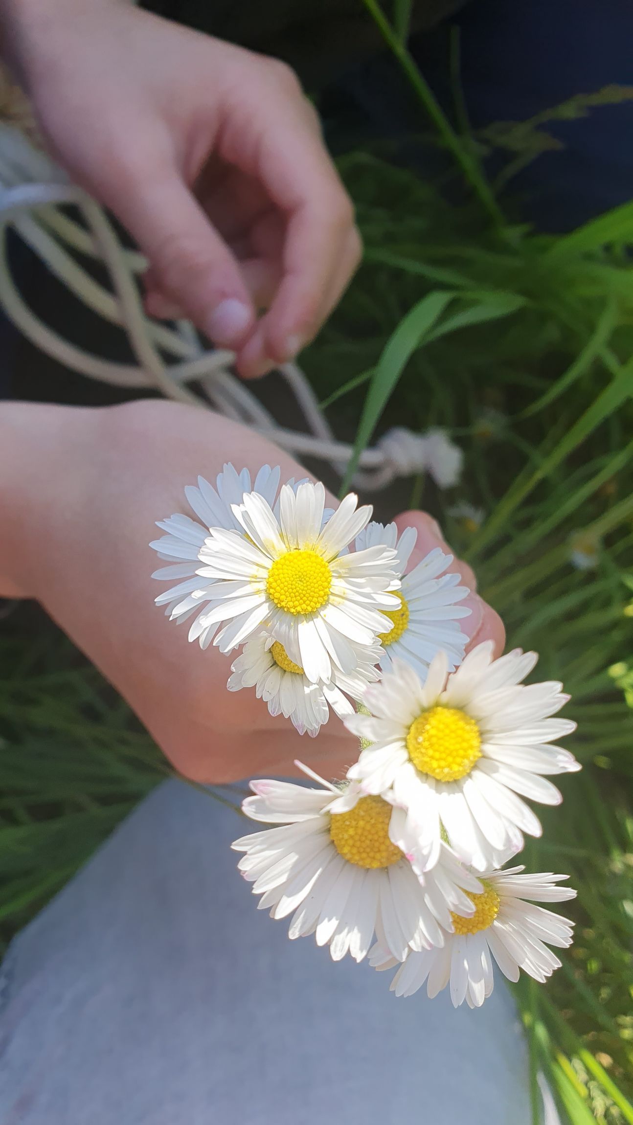 Gänseblümchen