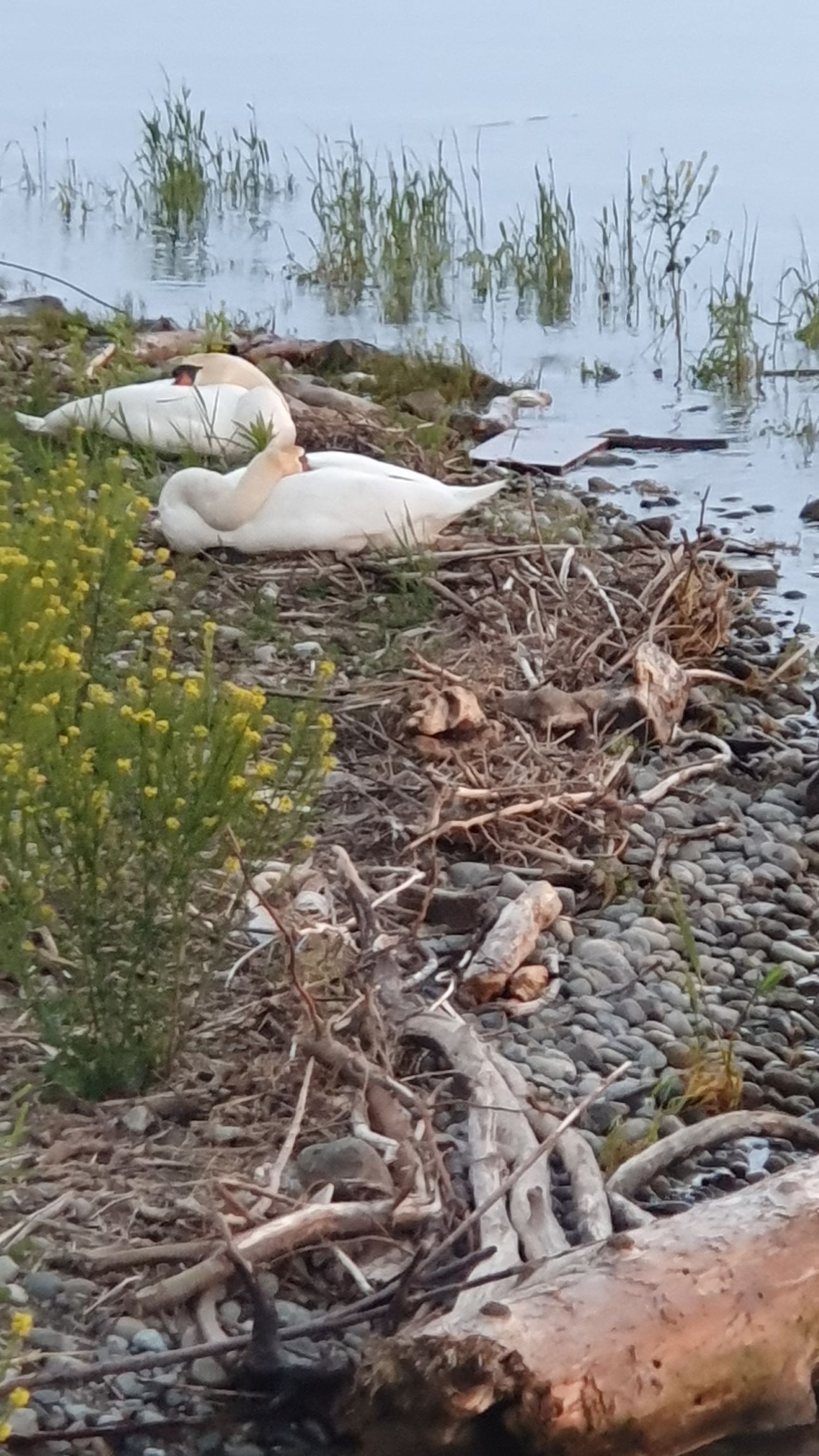 Schwäne am Wasser