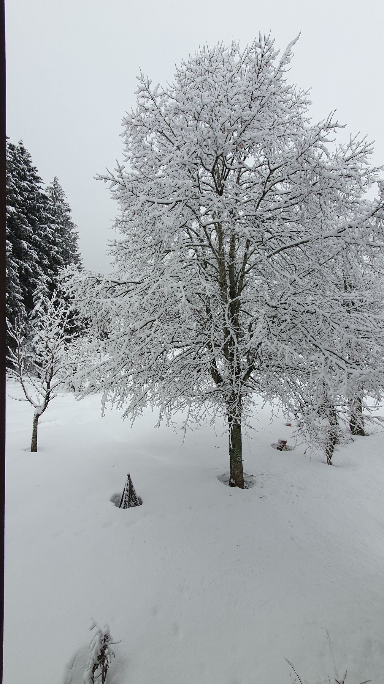 Schneebedeckter Baum