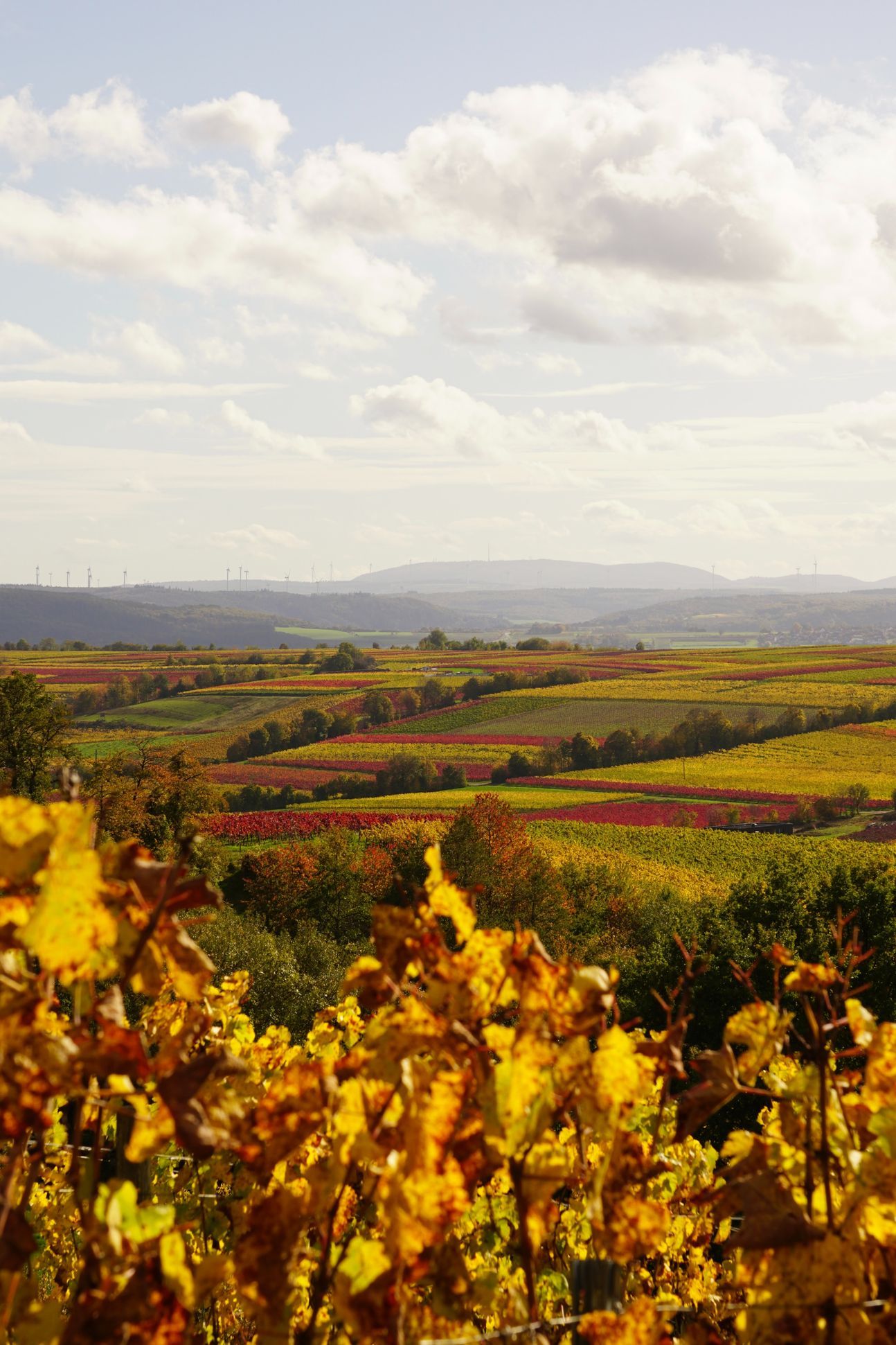 Ein Landschaftsbild von der Pfalz mit ihren Weinbergen.