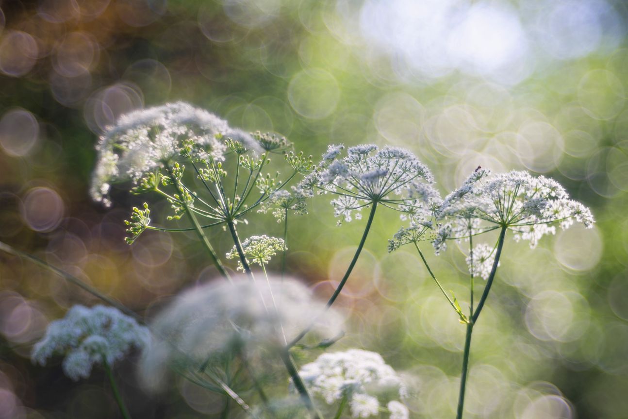 Kerbel in der Natur.