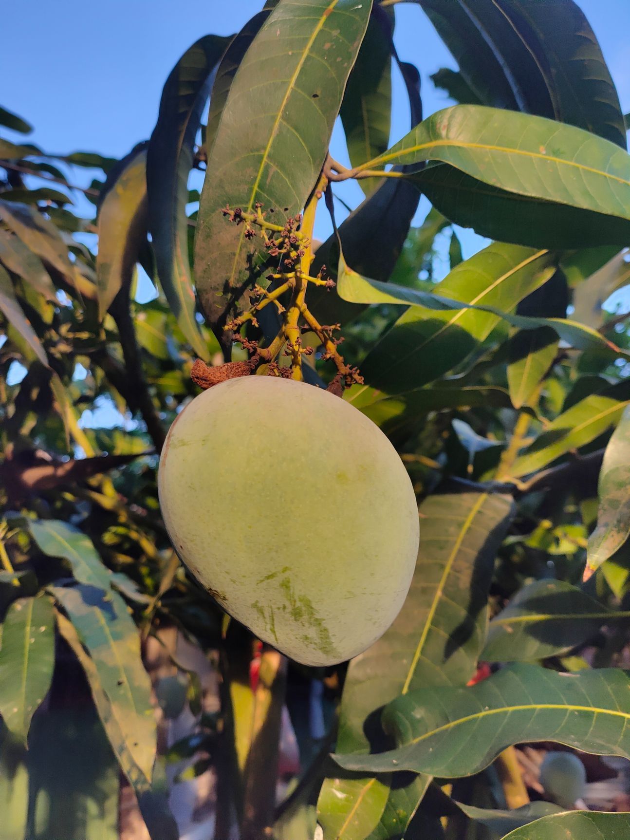 Eine Mango am Baum