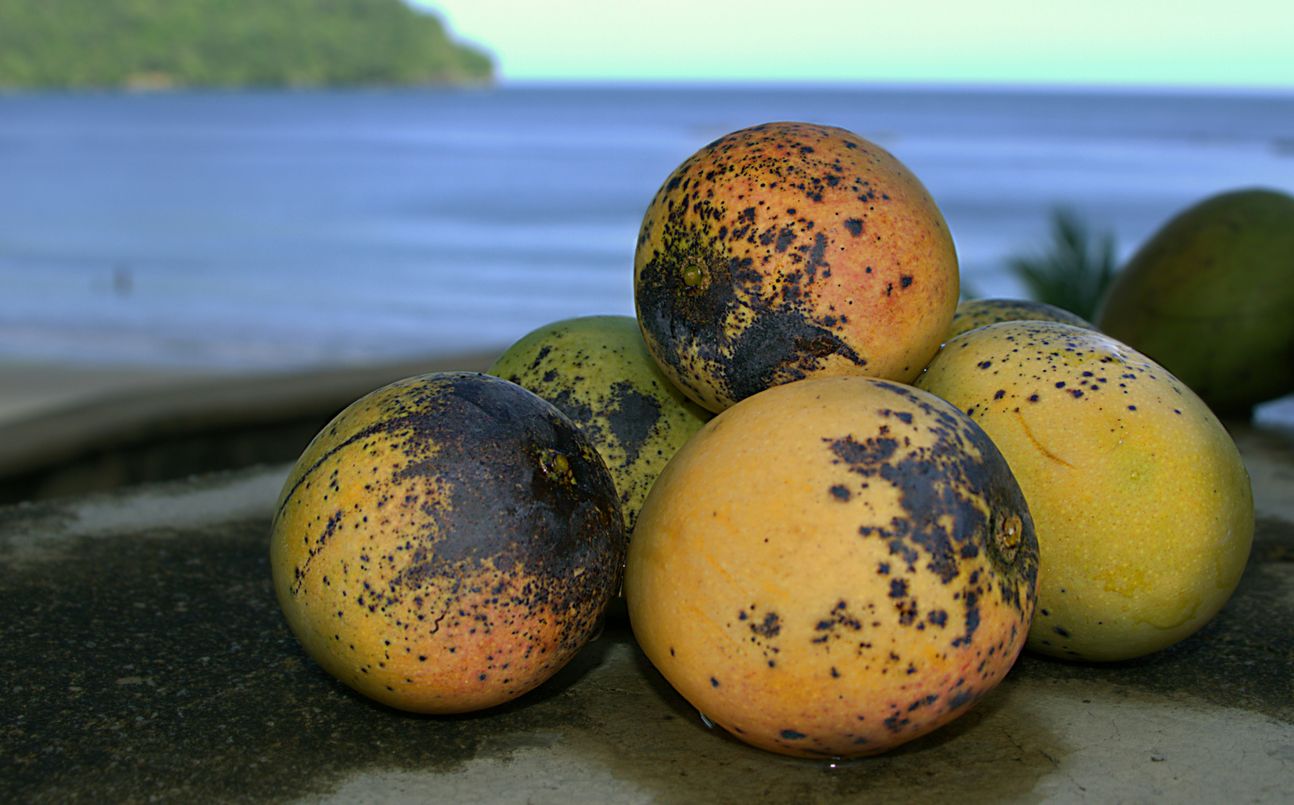 Mangofrüchte