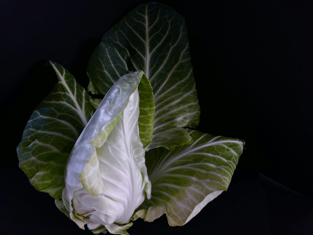 Ein Spitzkohl, an den Seiten geöffnete Blätter
